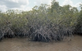 The Everglades National Park