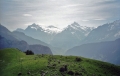 Schynige Platte, Alpine Gardens