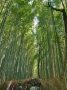 Bamboo Grove Arashiyama