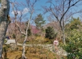 Temple Grounds at Arashiyama