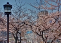 Cherry Trees and Picnic spot in Tokyo centre