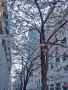 Cherry Trees near the Mandarin Hotel, Tokyo