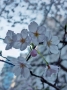 Cherry Trees near the Mandarin Hotel, Tokyo