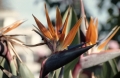 Flower Market, Funchal