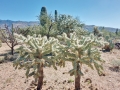 Saguaro National Park