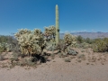 Saguaro National Park