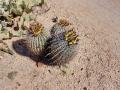 Saguaro National Park