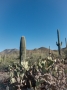 Saguaro National Park