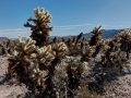 Saguaro National Park