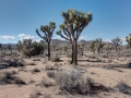 Joshua Tree National Park