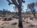 Joshua Tree National Park