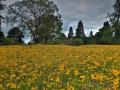 Wakehurst The Prairie