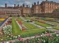 Hampton Court Tulip Display