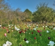 Kew Gardens Tulip Display