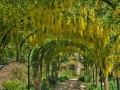 Kew Gardens Laburnum