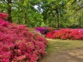 Isabella Plantation, Richmoind Park