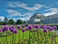 Kew Gardens Palm House Display