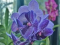 Kew Gardens Orchid Exhibition (2019)