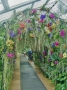 Kew Gardens Orchid Exhibition (2019)
