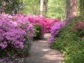 Isabella Plantation (2006)