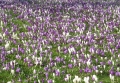 Kew Gardens Spring