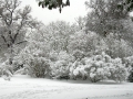 Kew Gardens Winter (2009)