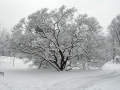 Kew Gardens Winter (2009)