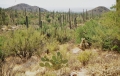 Saguaro National Park