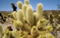 Saguaro National Park