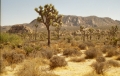 Joshua Tree National Park