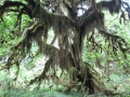 Hoh Rain Forest Olympic National Park