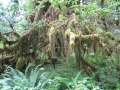 Hoh Rain Forest Olympic National Park