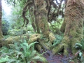 Hoh Rain Forest Olympic National Park