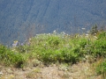 Mount St Helens