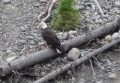 Talkeetna, Alaska