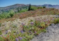 Mount St Helens